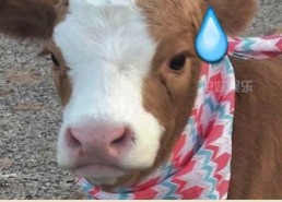 抖音娱乐吃瓜君怎么了,揭秘背后真相与影响