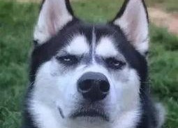 吃瓜群众指什么动物