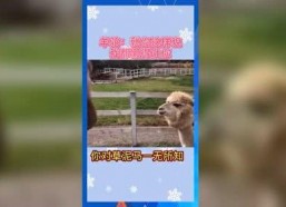 娱乐吃瓜鼠,揭秘娱乐圈那些不为人知的幕后故事